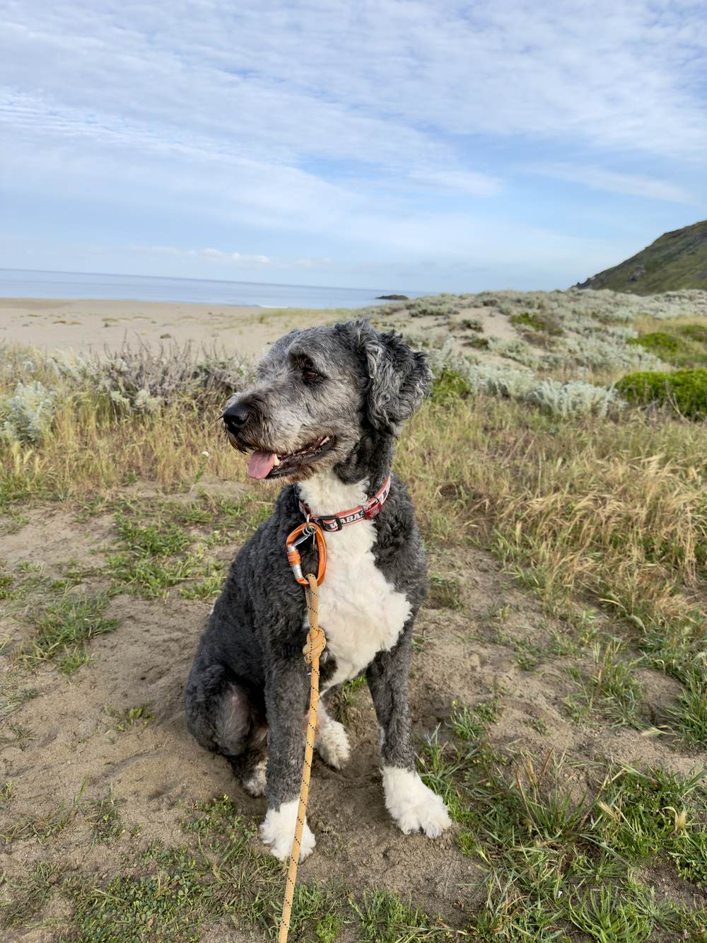 Cooper the Bernedoodle on the dunes